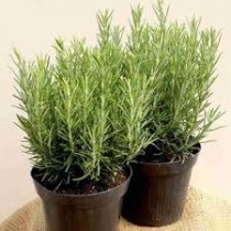 Rosemary Plant