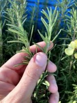Rosemary Plant