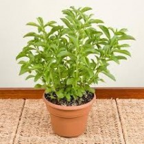 Methi Tulsi (Stevia) Plant