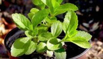 Methi Tulsi (Stevia) Plant