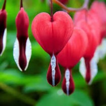 Bleeding  Heart Plant
