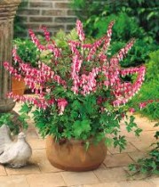 Bleeding  Heart Plant