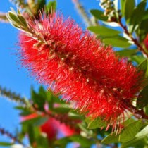 Bottle Brush Plant