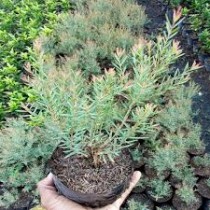Bottle Brush Plant