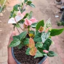 Chipkali Vine Plant