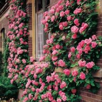 Climbing Rose Plant