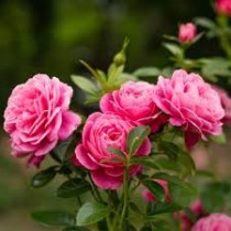 Climbing Rose Plant