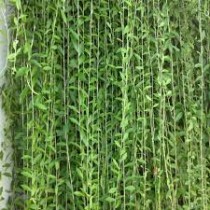 Curtain vine Plant