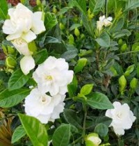 Gardenia Plant (Gandharaj)
