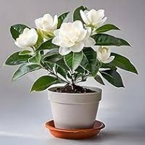 Gardenia Plant (Gandharaj)