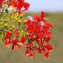 Gulmohar Plant