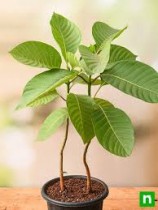 Kadamb Plant