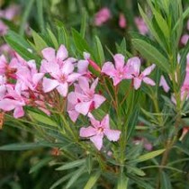 Kaner Plant ( Oleander)