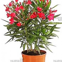 Kaner Plant ( Oleander)