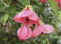 Lantern Hibiscus Plant Chinese Hibiscus