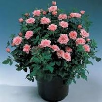 Miniature Rose 