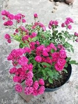Miniature Rose 