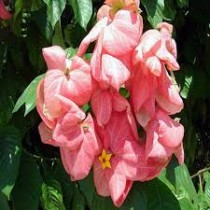 Mussaendra Plant 