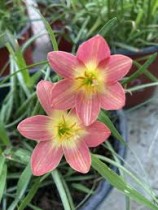 Rain Lilly Assorted ( Set of 10 Pcs)