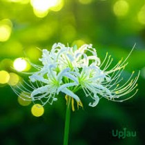 Spider Lilly Plant