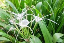 Spider Lilly Plant