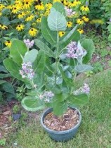 Aak Plant (indian milkweed)