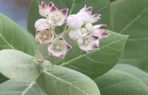 Aak Plant (indian milkweed)
