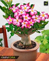 Adenium Plant