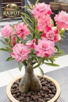 Adenium Plant