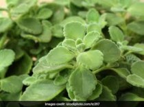 Ajwain Plant