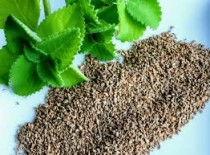 Ajwain Plant