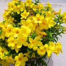 Allamanda Plant