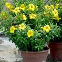 Allamanda Plant