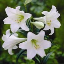 Amaryllis Bulbs Assorted (Set of 3 Pcs)