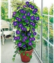  Aprajita Plant