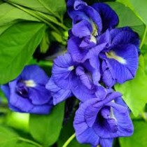  Aprajita Plant