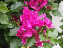 Bougainvillea Plant
