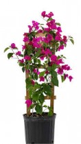 Bougainvillea Plant