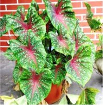 Caladium Bulbs Assorted (Set of 3 Pcs)