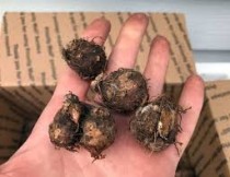 Caladium Bulbs Assorted (Set of 3 Pcs)