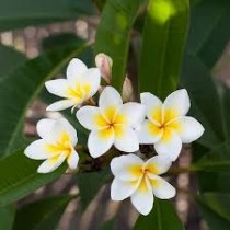 Champa  Plant