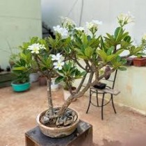 Champa  Plant