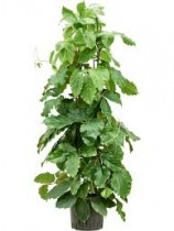 Chipkali Vine Plant