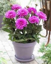 Dahlia Plant