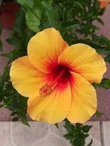 English Hibiscus (English Gudahal) Plant