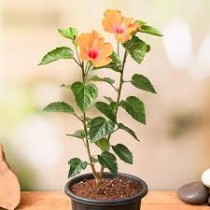 English Hibiscus (English Gudahal) Plant