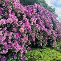 Garlic vine Plant