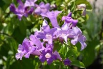 Garlic vine Plant