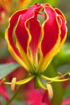Gloriosa Superba / Flame lily( Set of 3 Pcs)