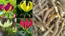 Gloriosa Superba / Flame lily( Set of 3 Pcs)